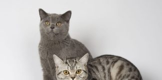 durée de vie d'un British Shorthair