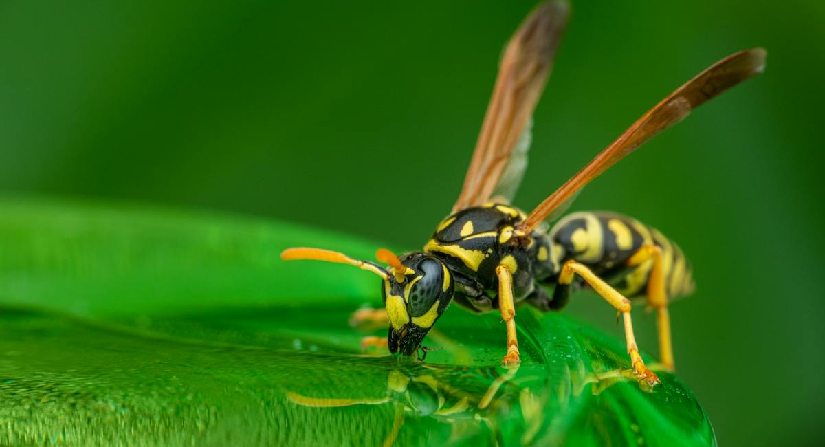 Le frelon est un animal commençant par la lettre F