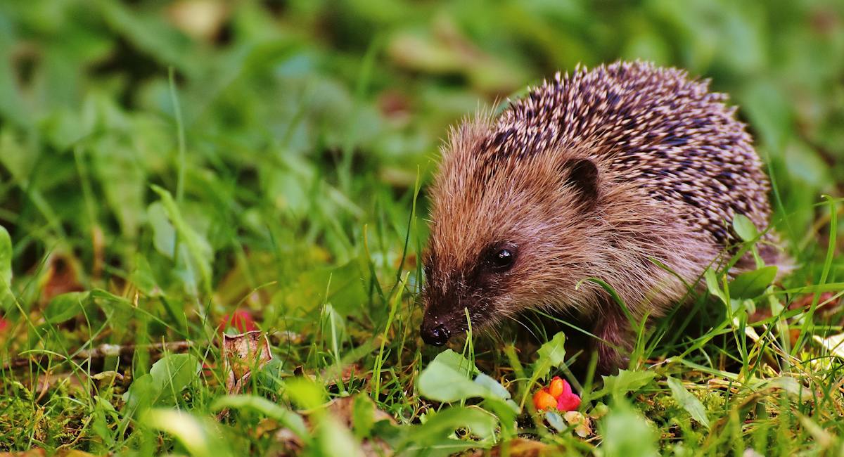 Hérisson, est l'un un des animaux commençant par la lettre h