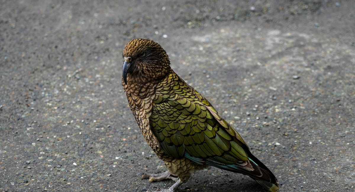 Le Kéa est l'un des animaux commençant par la lettre K