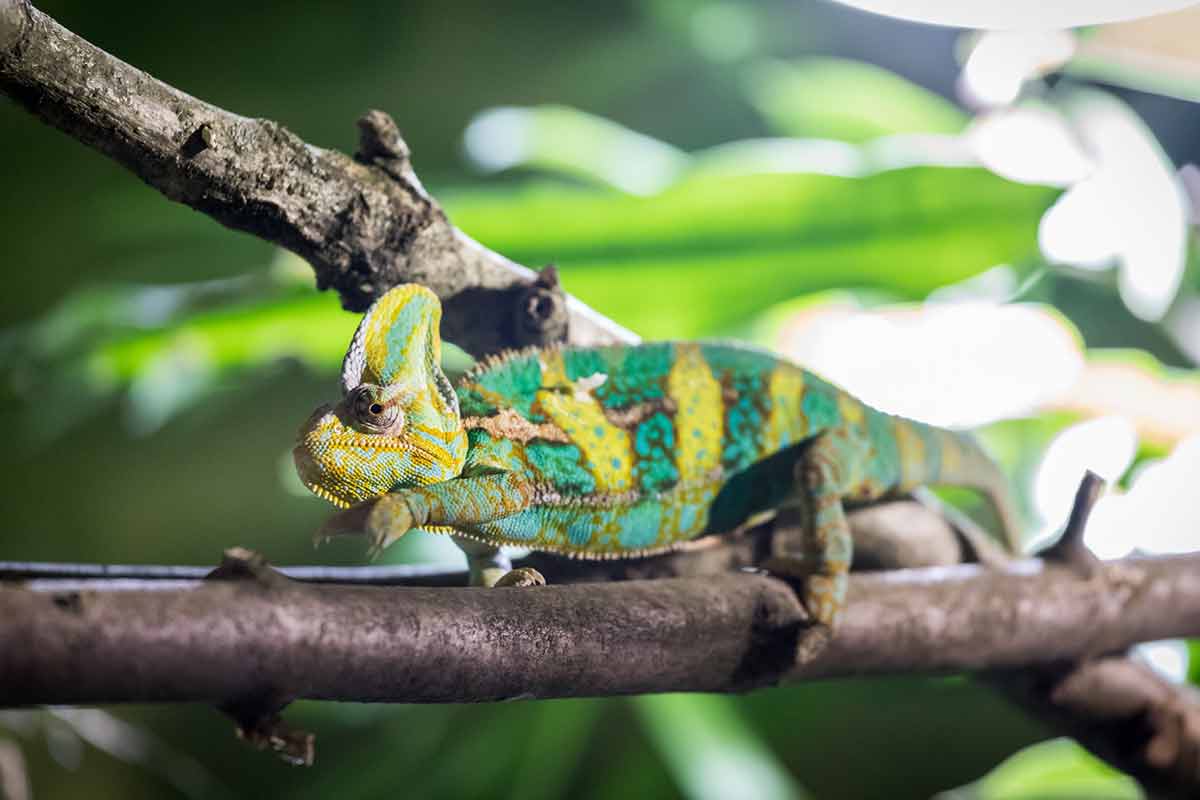 Le caméléon casqué fait partie des meilleurs lézards domestiques pour débuter