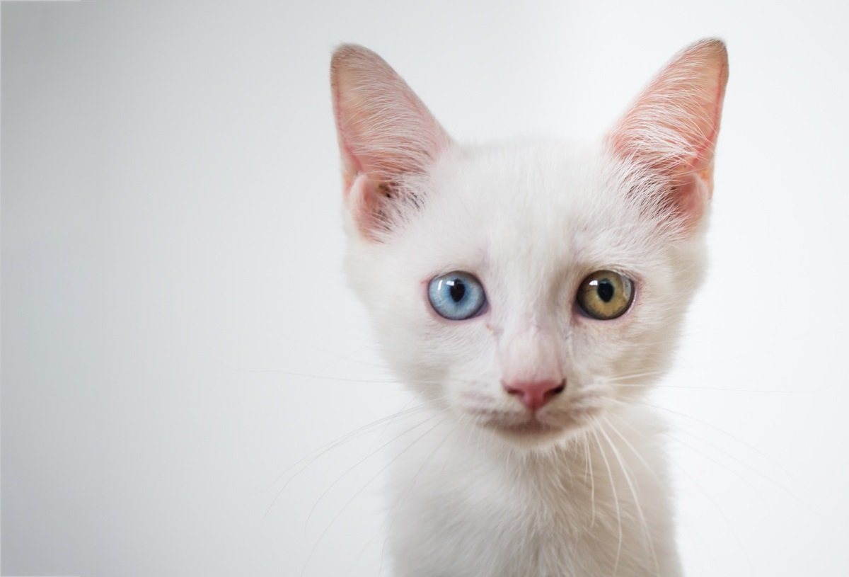 photo chaton avec des yeux vairons