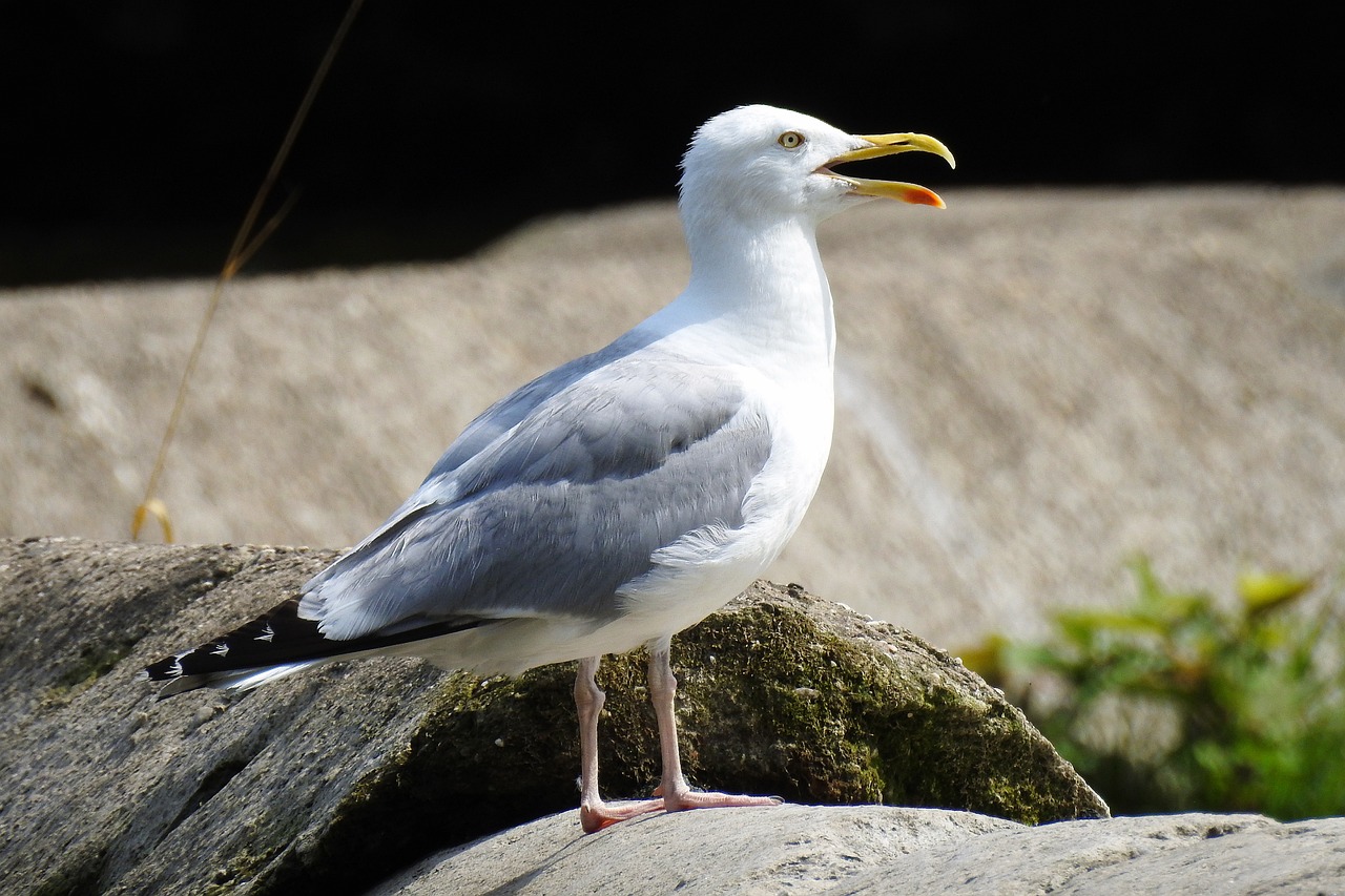 Le goéland est un animal commençant par la lettre G