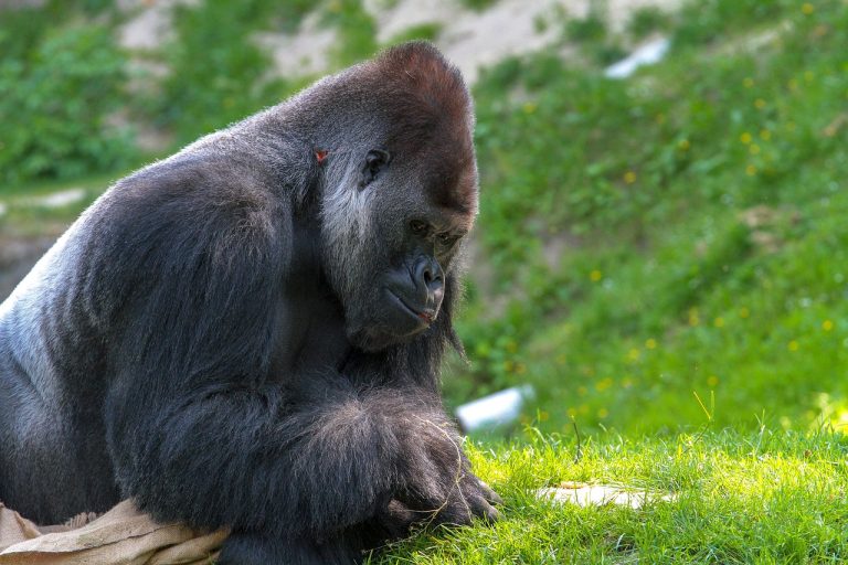 Animal en G : Les animaux commençant par la lettre G