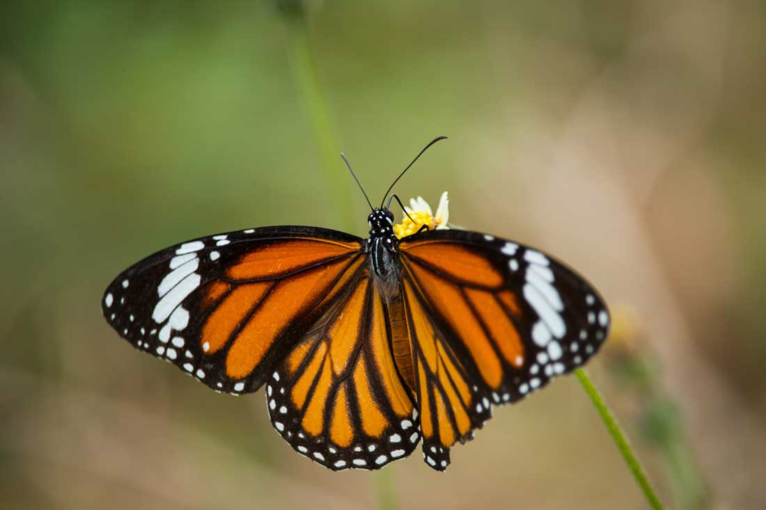 Le papillon monarque fait partie des plus beaux animaux du monde