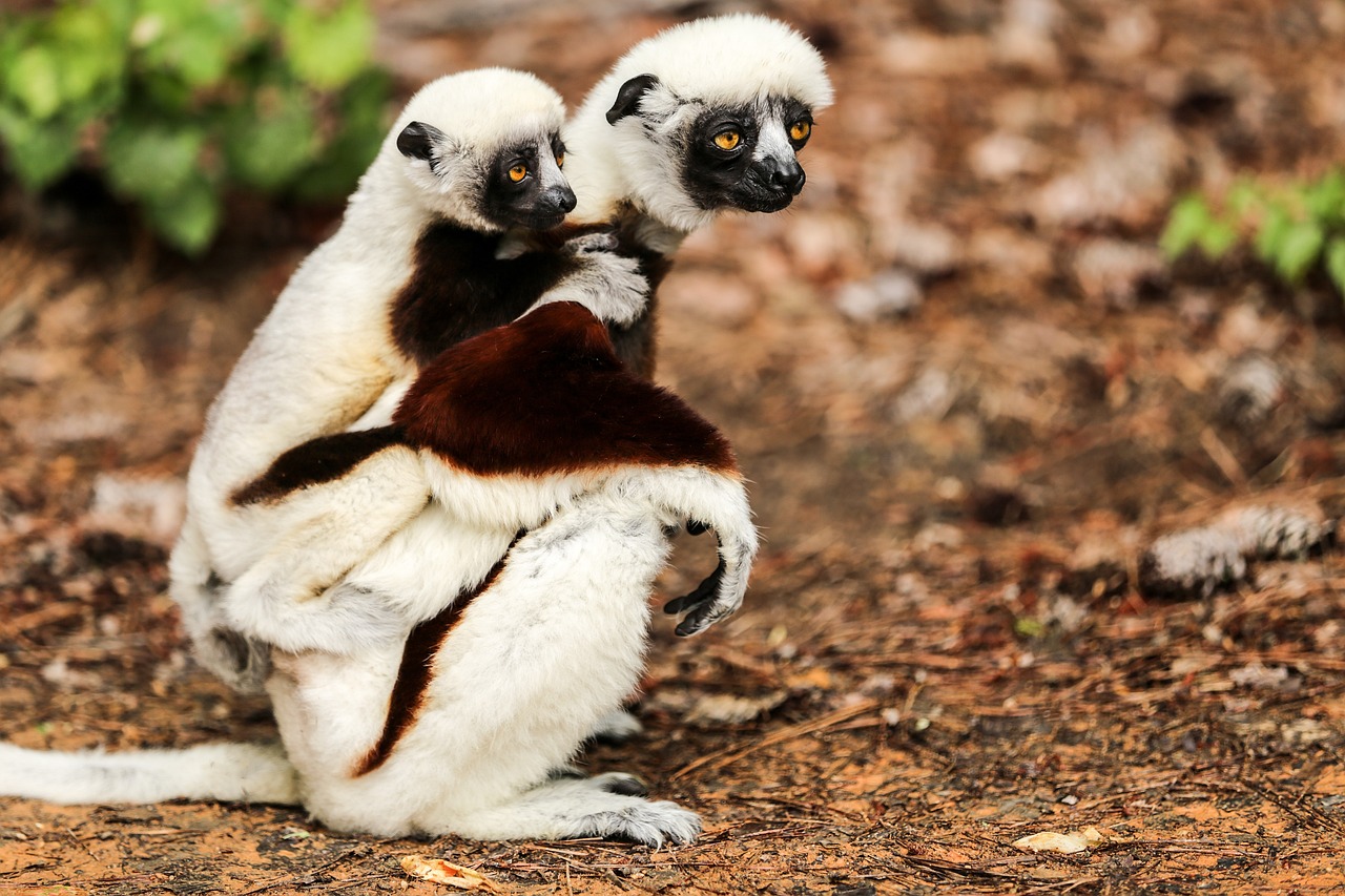 Photo de 2 sifakas, animal commençant par la lettre S