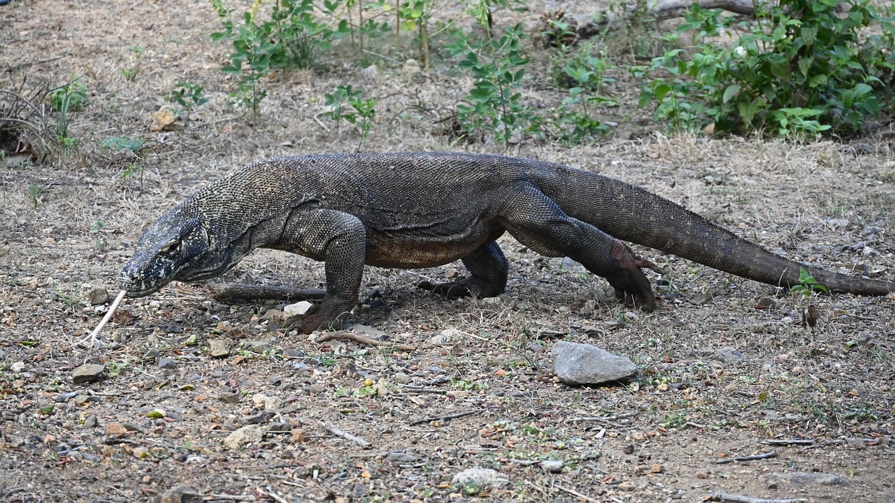 Photo d'un varan, animal commençant par la lettre V