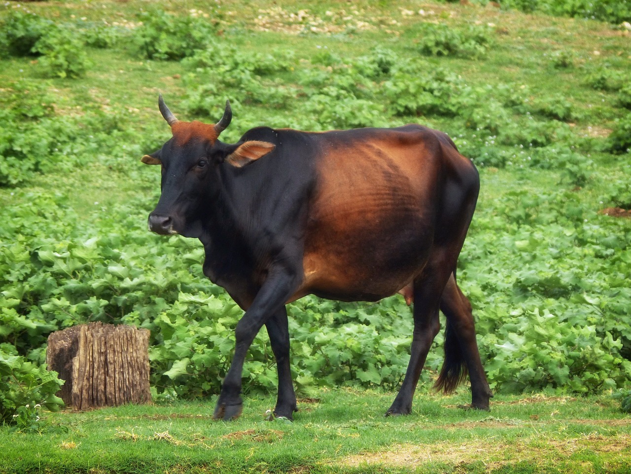 Photo d'un zébu, animal commençant par la lettre Z