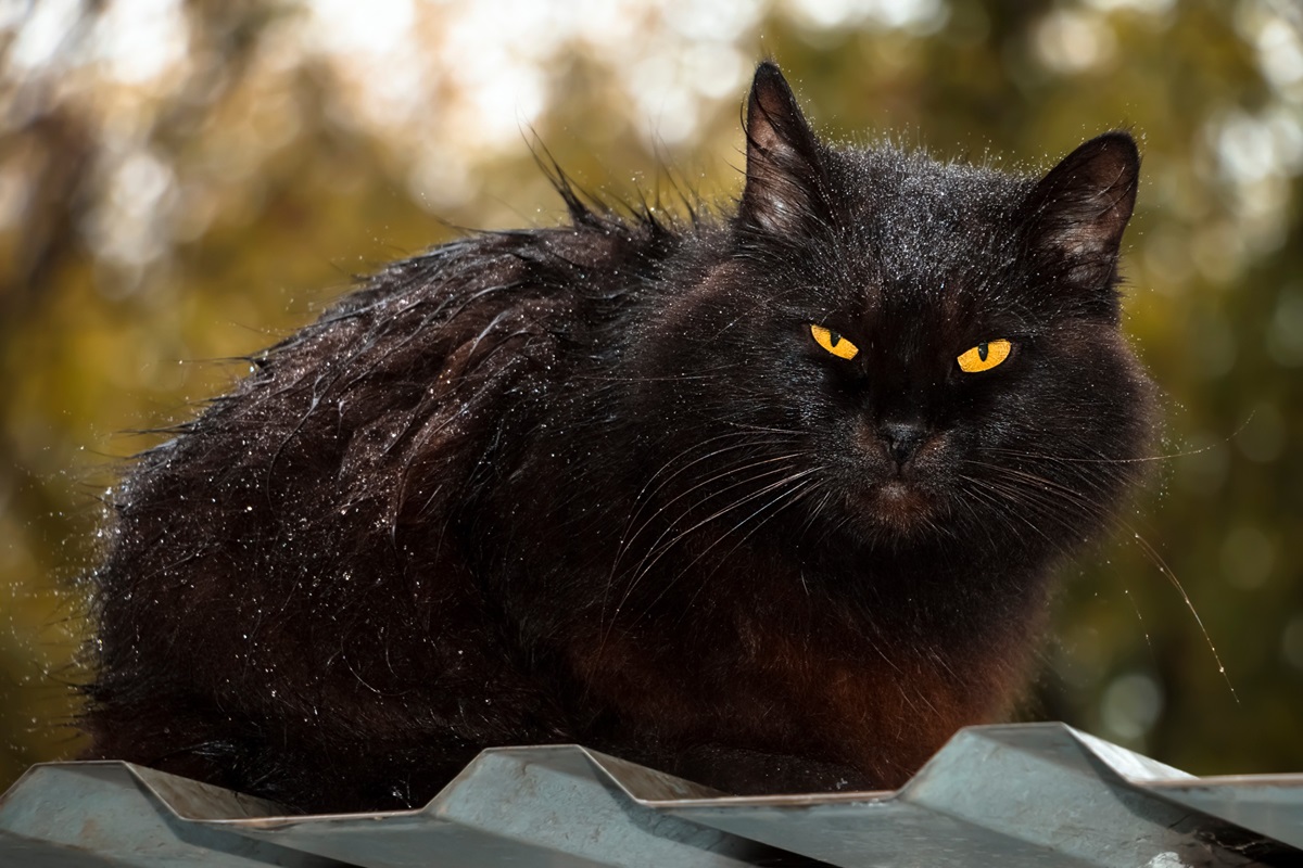 races de chats noirs aux yeux oranges