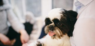 races de chiens les plus pépères