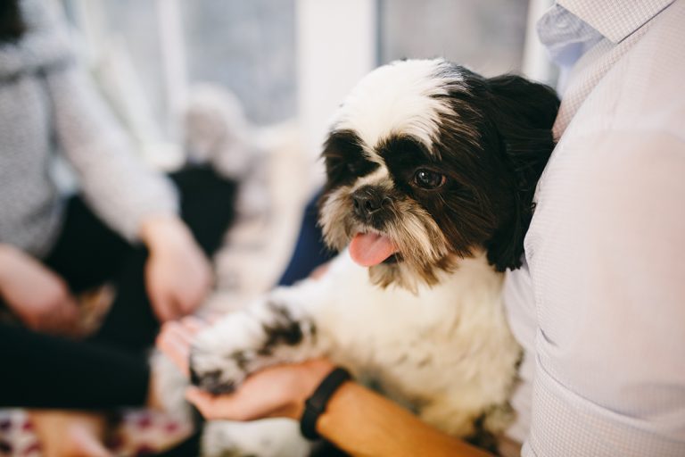 races de chiens les plus pépères