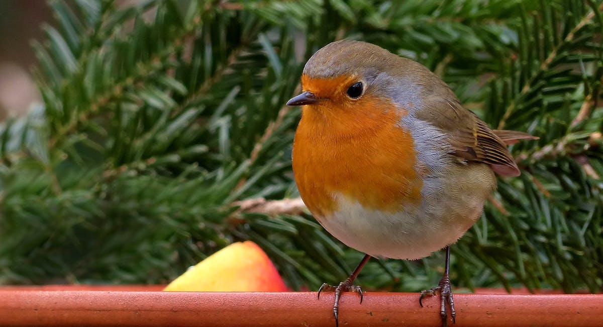 Rouge-gorge, animal en r parmi les oiseaux