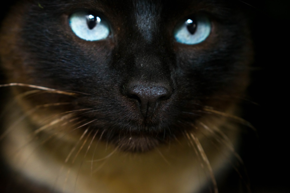 Photo d'un Siamois aux yeux bleus