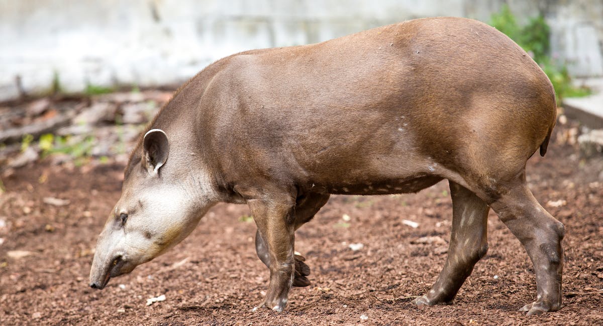 Le tapir est un des animaux commençant par la lettre T