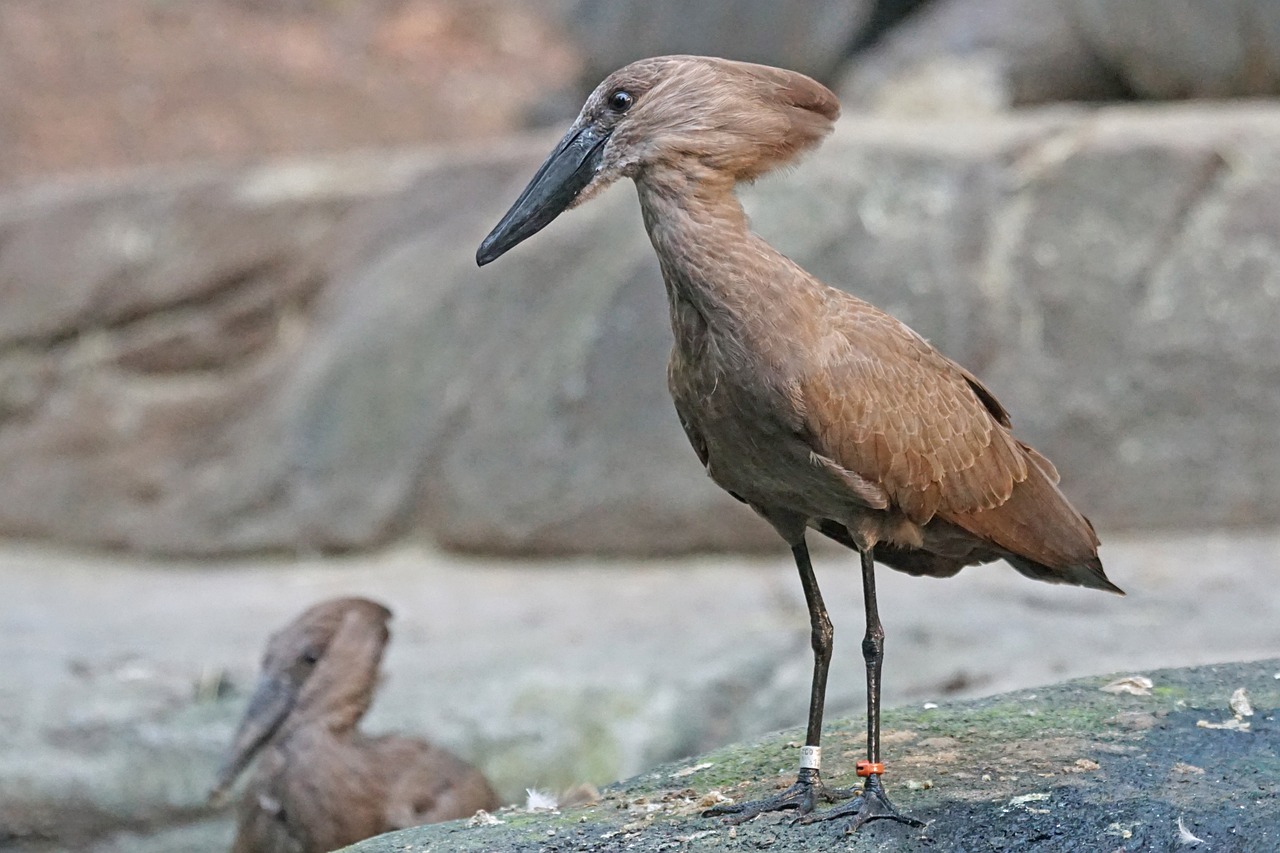 Photo d'une umbrette, un oiseau commençant par la lettre U