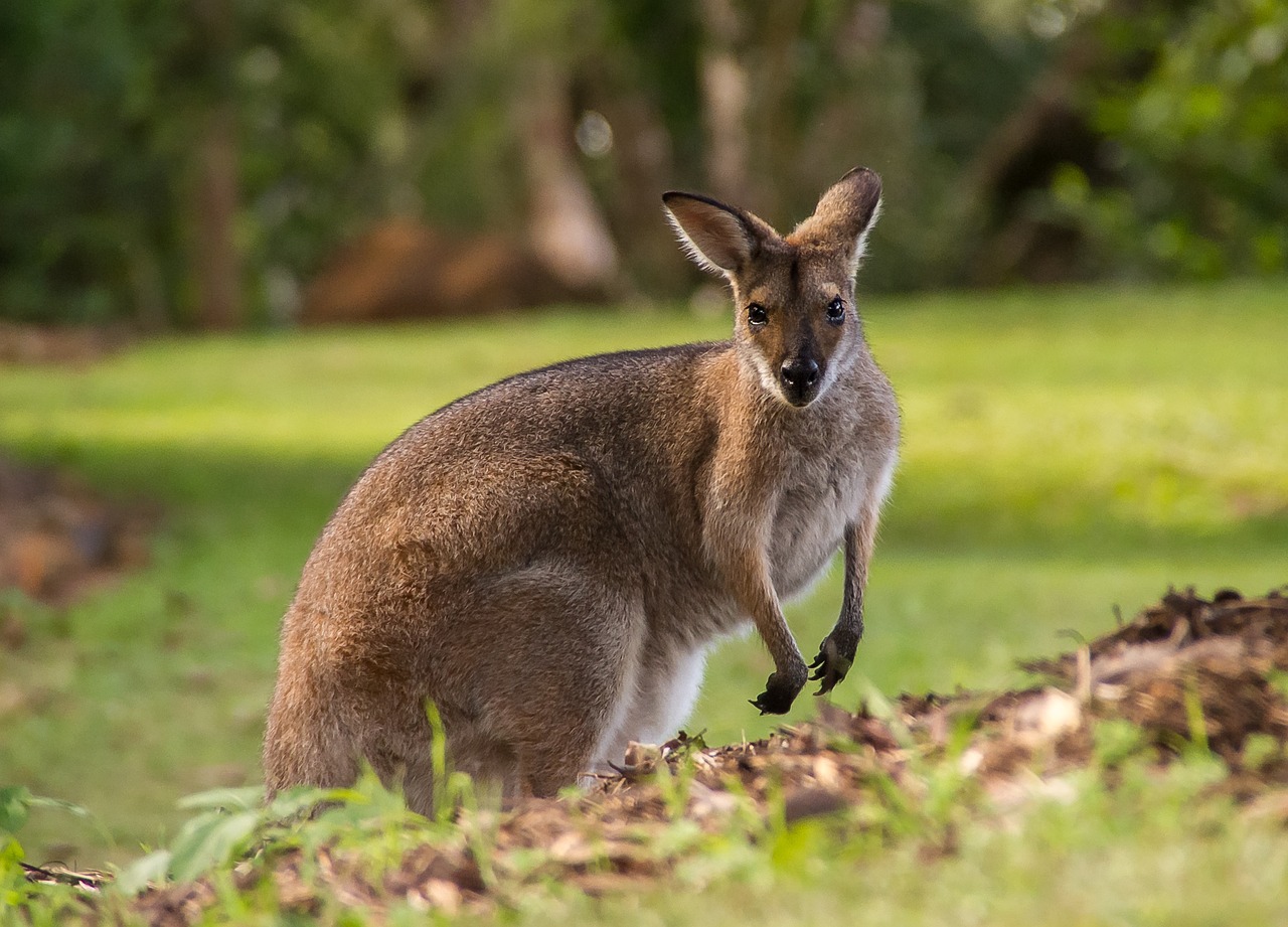 Photo d'un Wallaby, animal commençant par la lettre W