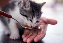 alimentation de votre chat