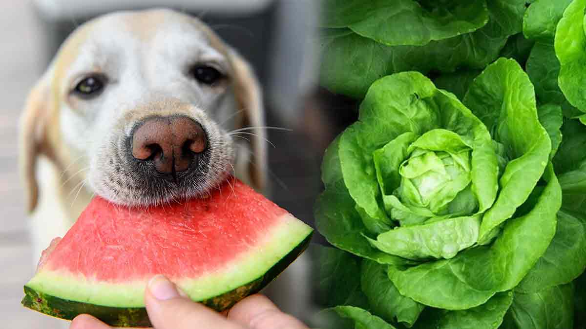 chien salade