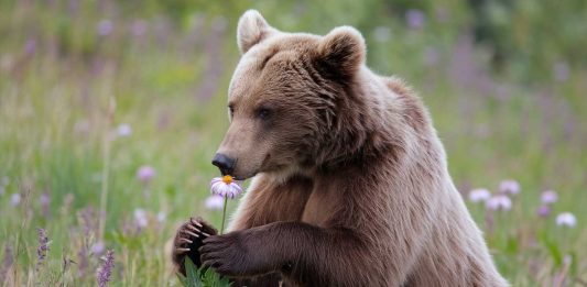 Comedy Wildlife Photography Award 2024