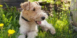 fox-terrier