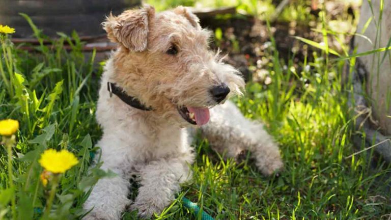 fox-terrier