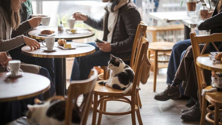 animaux salariés