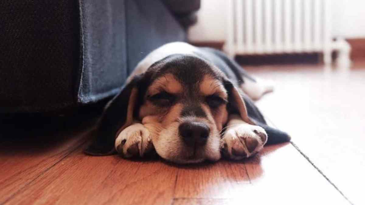 races de chiens qui supportent mal la solitude