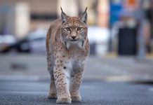 lynx en ville