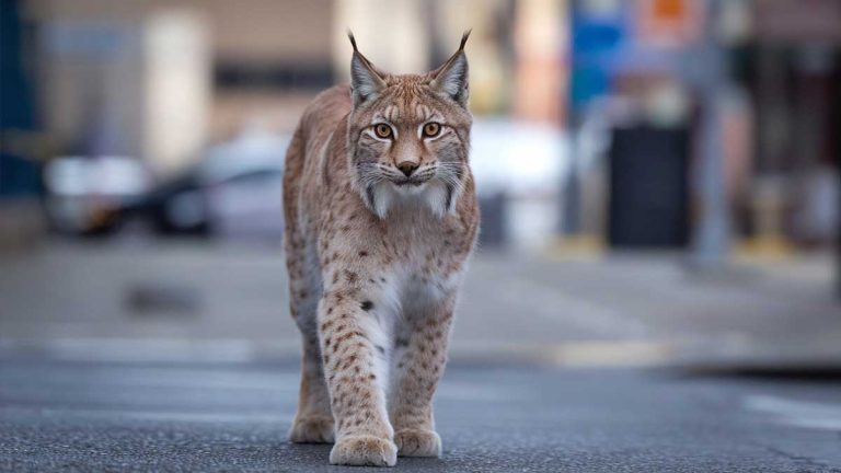 lynx en ville