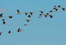 oiseaux vol avec avion