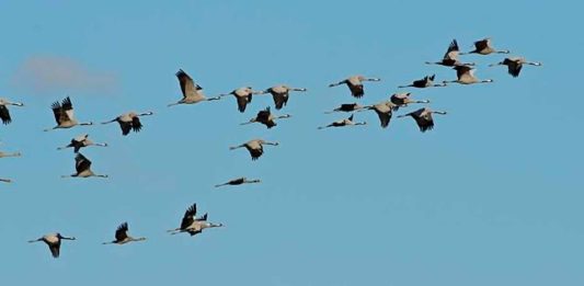 oiseaux vol avec avion