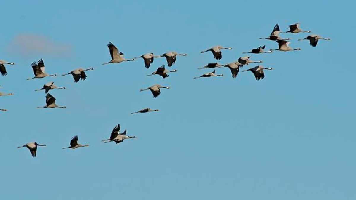 oiseaux vol avec avion