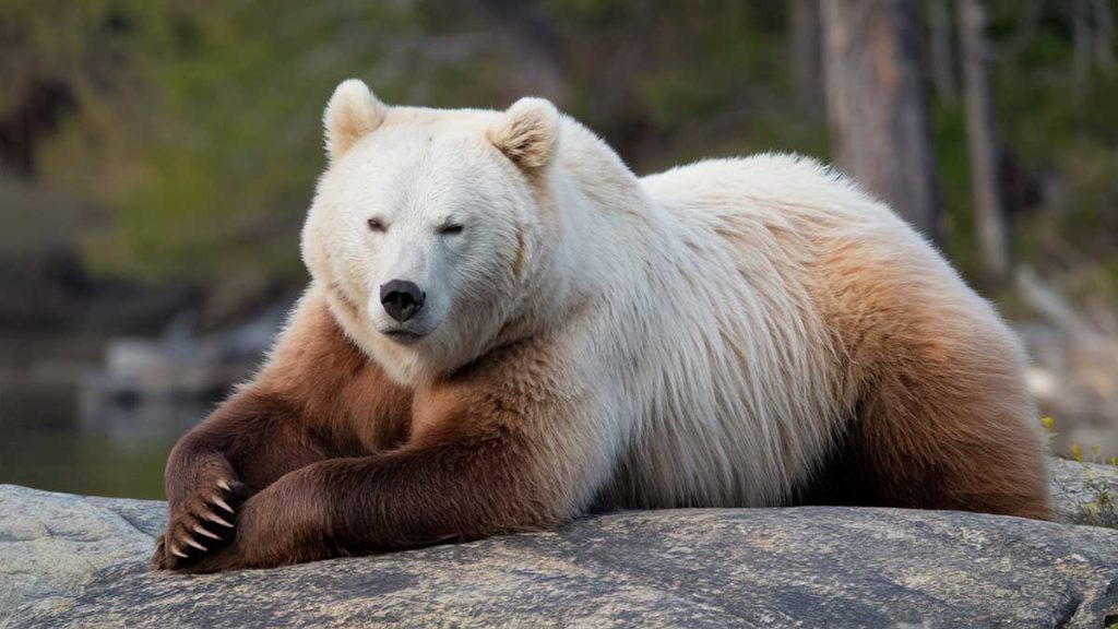 Le grolar, cet ours hybride qui ne remplacera pas l'ours blanc - Animal.ch