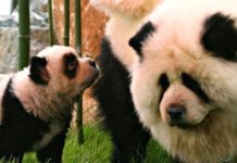 chiens déguisés en pandas