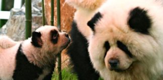 chiens déguisés en pandas