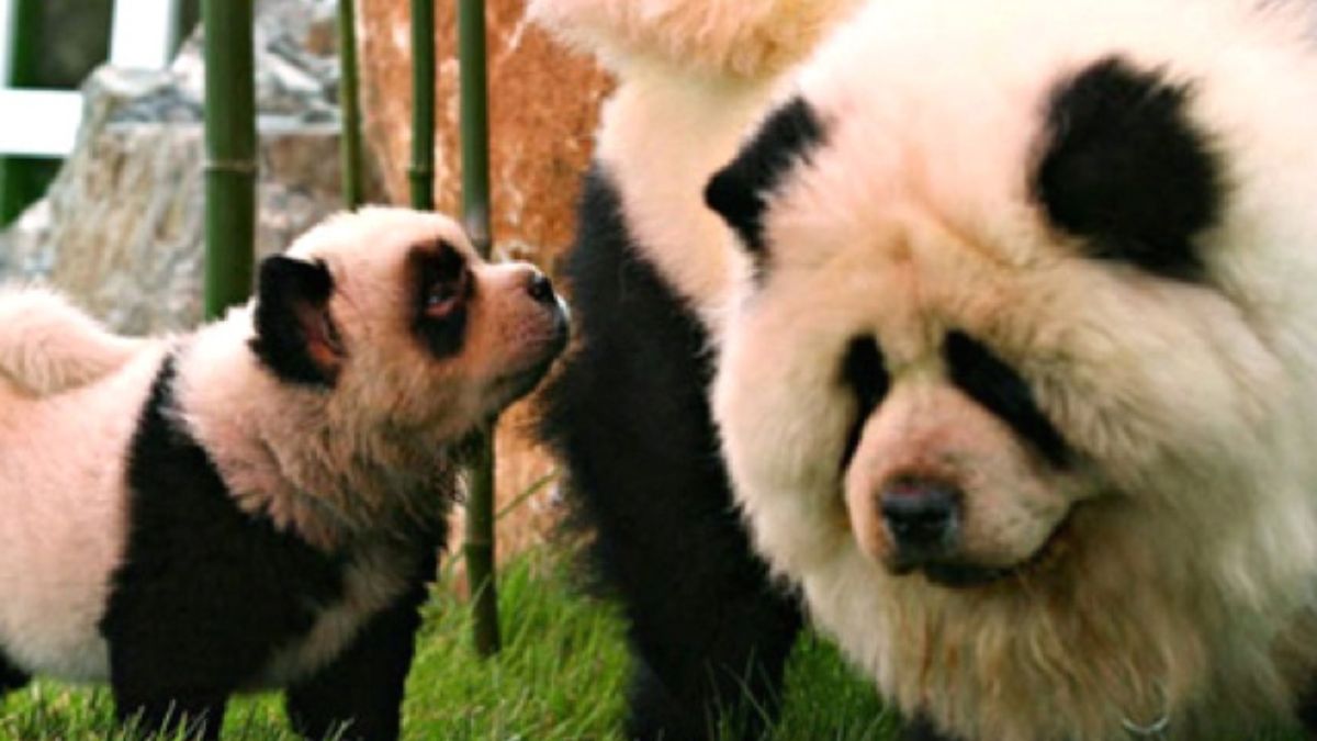 chiens déguisés en pandas