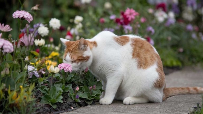 plantes anti chats