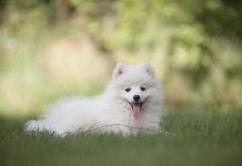 races de petits chiens préférées aux États-Unis