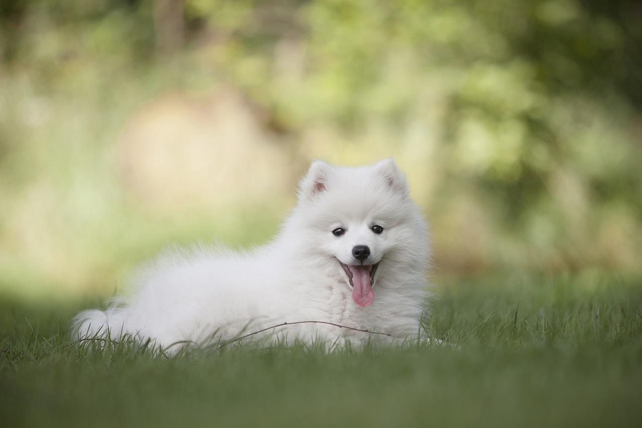 races de petits chiens préférées aux États-Unis