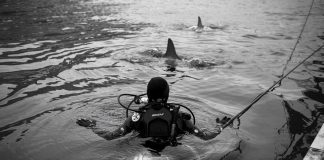 plongeuse avec requin préhistorique