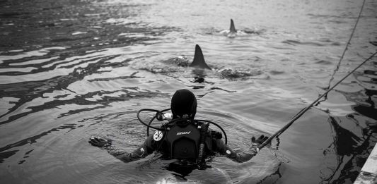 plongeuse avec requin préhistorique