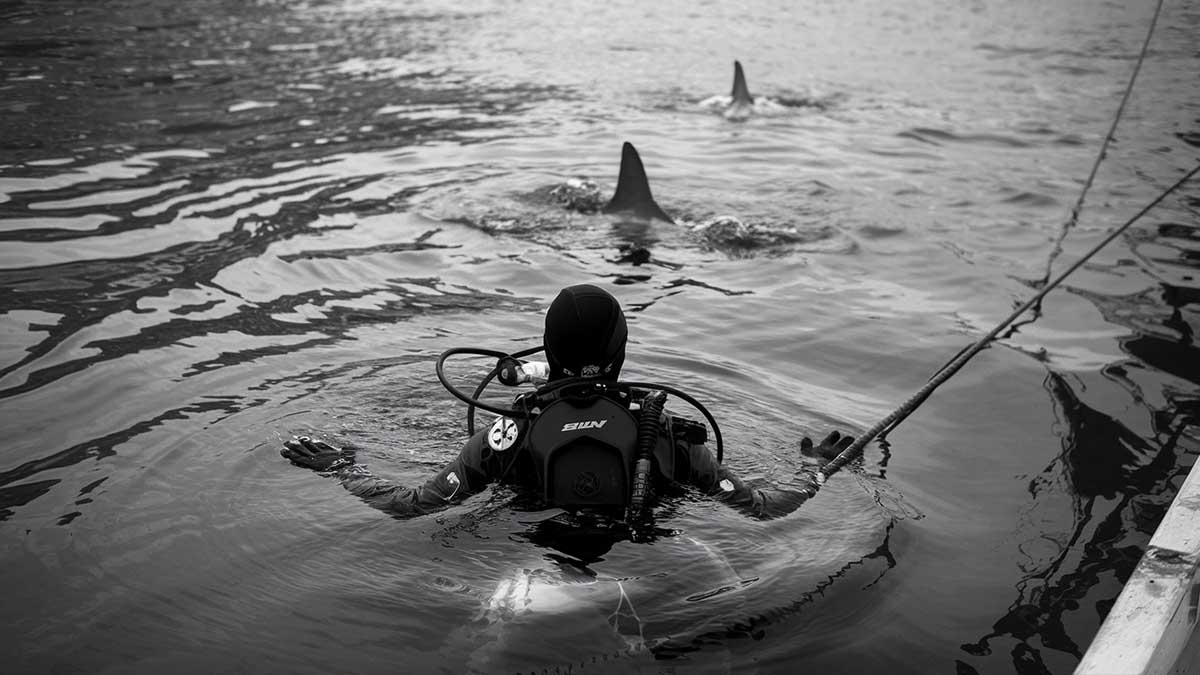 plongeuse avec requin préhistorique