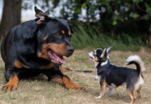 rottweiler peur chihuahua