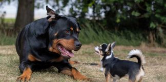 rottweiler peur chihuahua