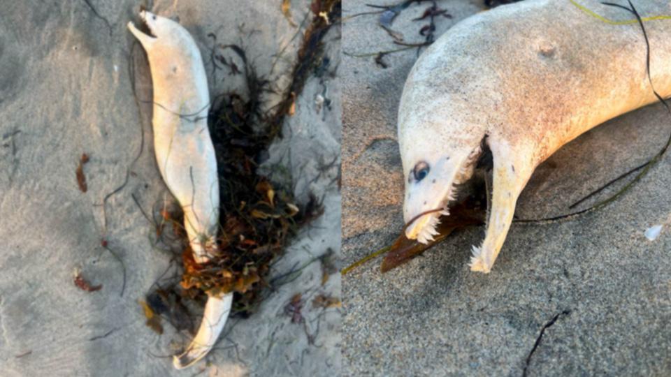 Une créature terrifiante aux dents d'alien