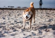 Shiba Inu caractère