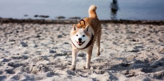 Shiba Inu caractère