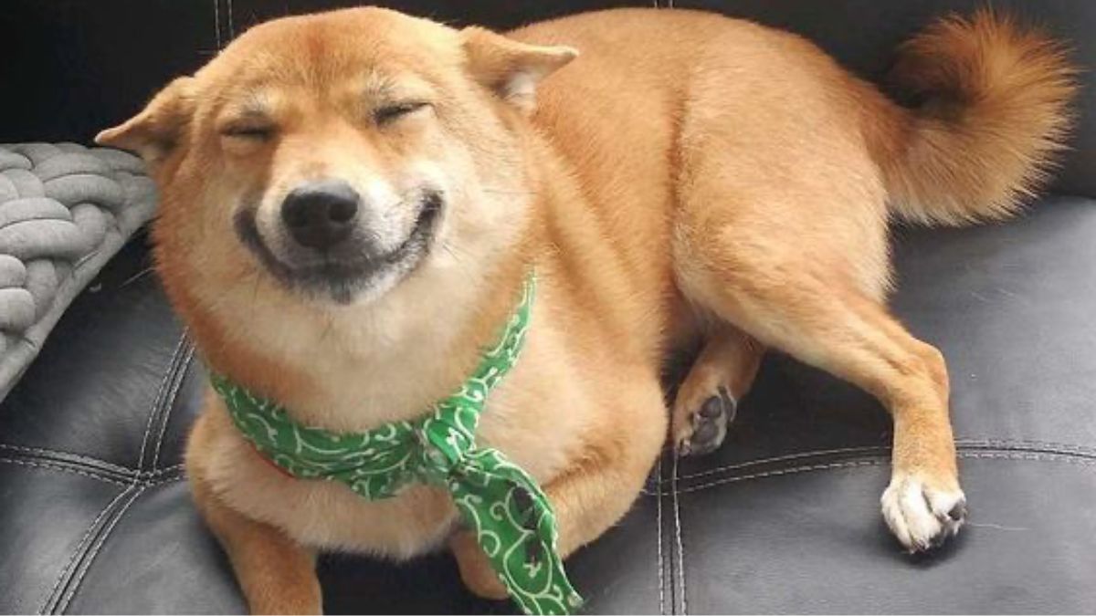 Shiba Inu affectueux