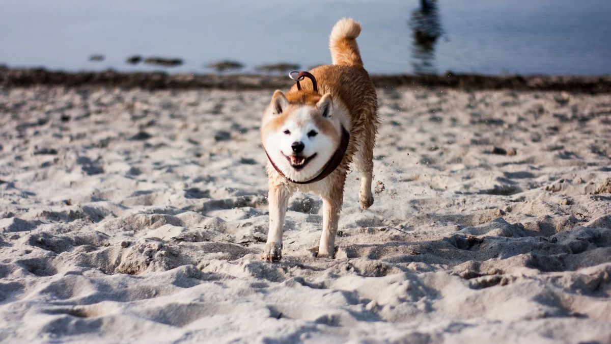 Shiba Inu caractère