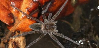 araignée géante Royaume-Uni